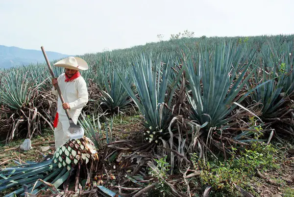 Cosecha — paso 01 del proceso artesanal de Destilería Lorenzana