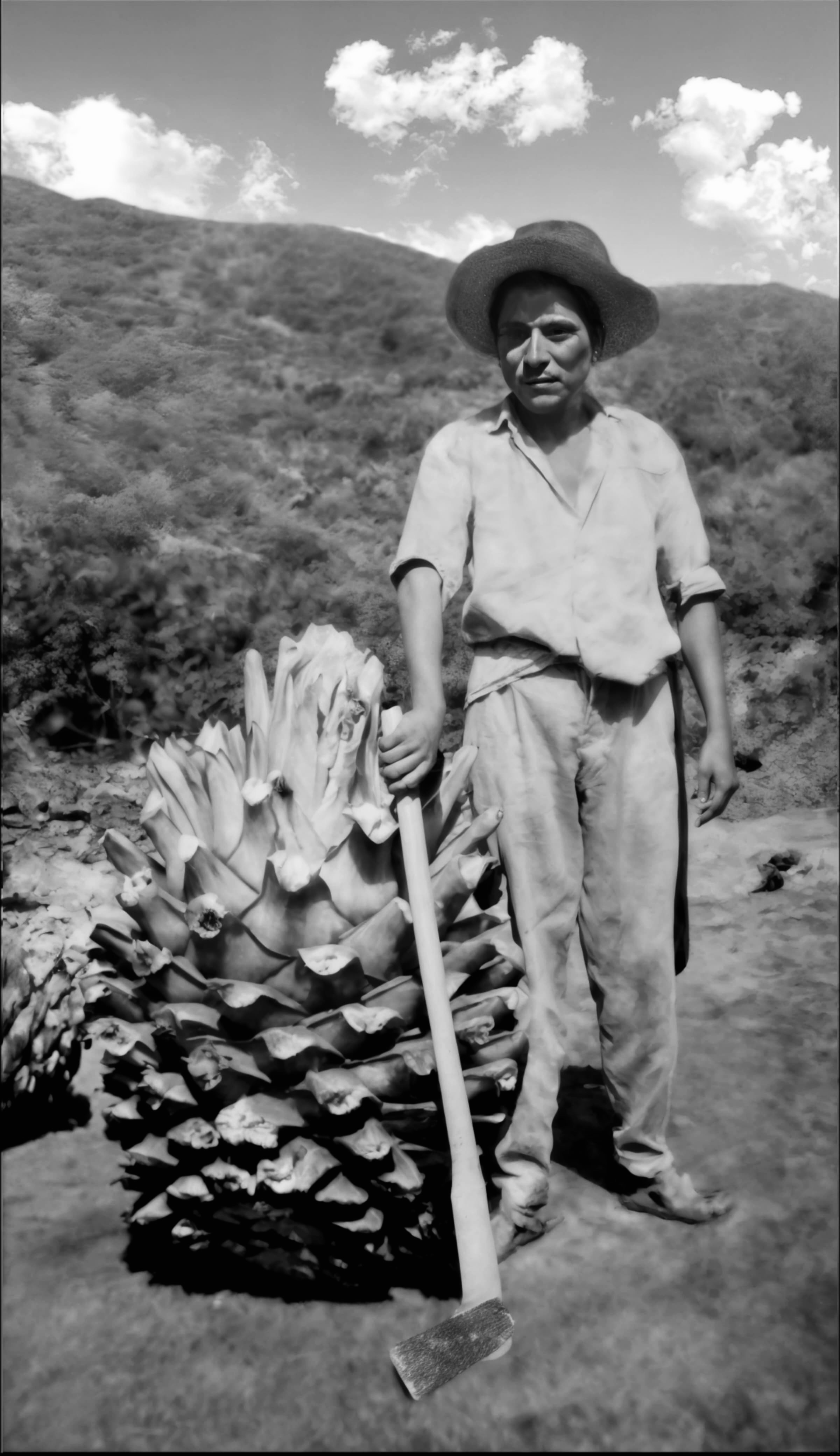 Destilería tradicional con alambiques de cobre